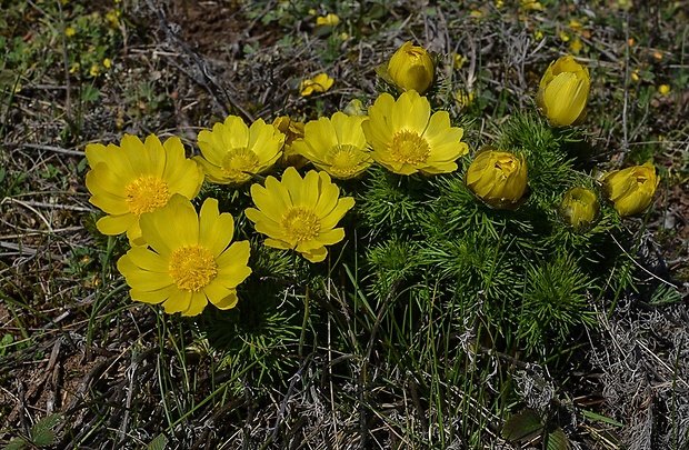 hlaváčik jarný Adonis vernalis L.