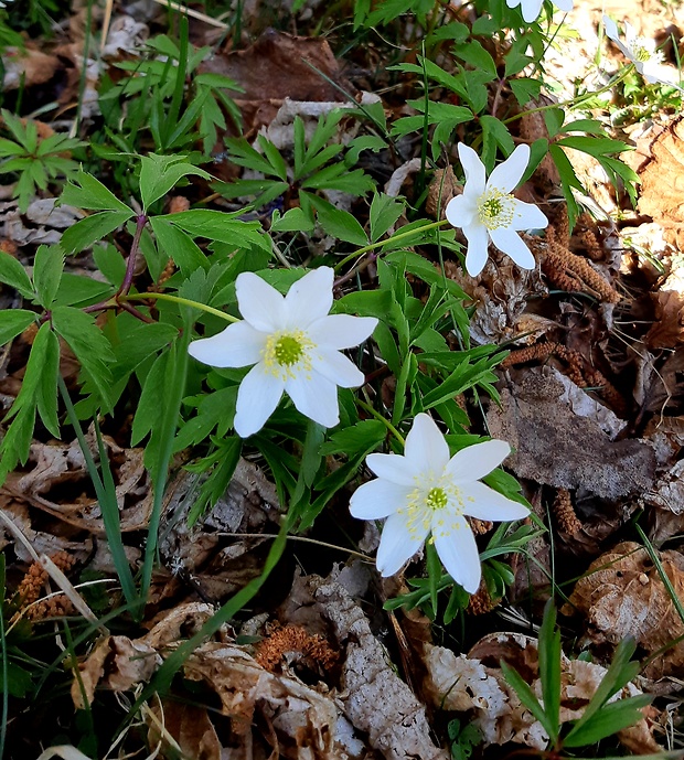 veternica hájna Anemone nemorosa L.