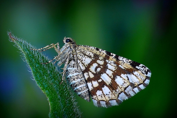 listnatka ďatelinová (sk) / kropenatec jetelový (cz) Chiasmia clathrata Linnaeus,1758