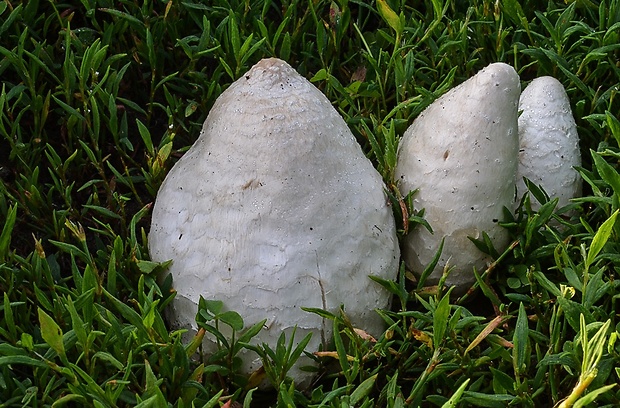 strieška bedľovitá Chlorophyllum agaricoides (Czern.) Vellinga