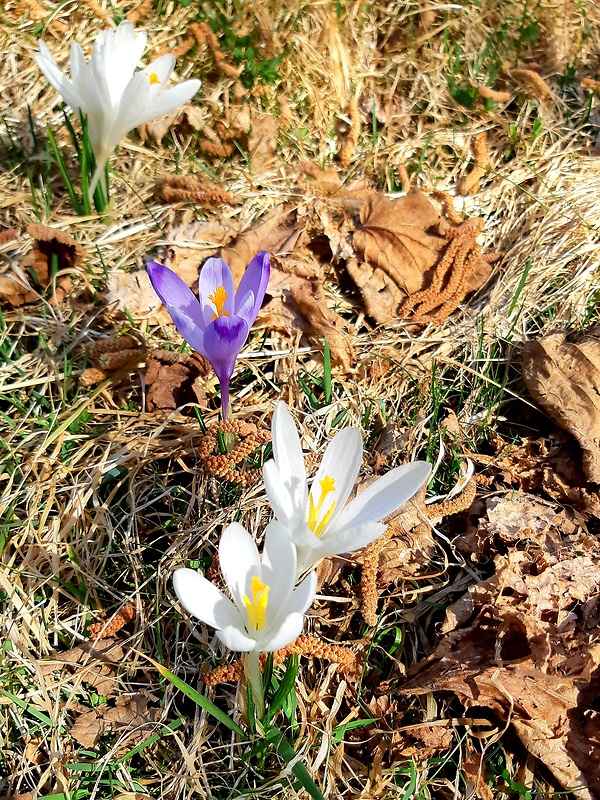 šafran bielokvetý Crocus albiflorus Kit. ex Schult.