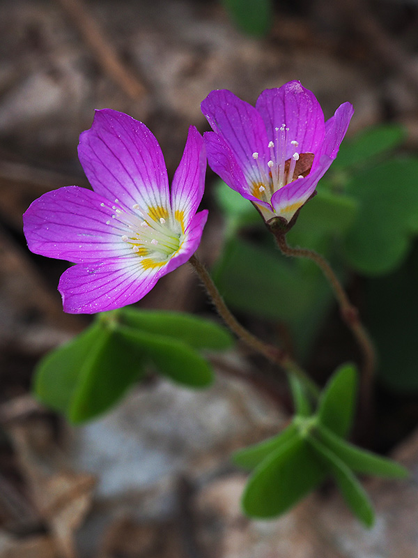 kyslička obyčajná Oxalis acetosella L.