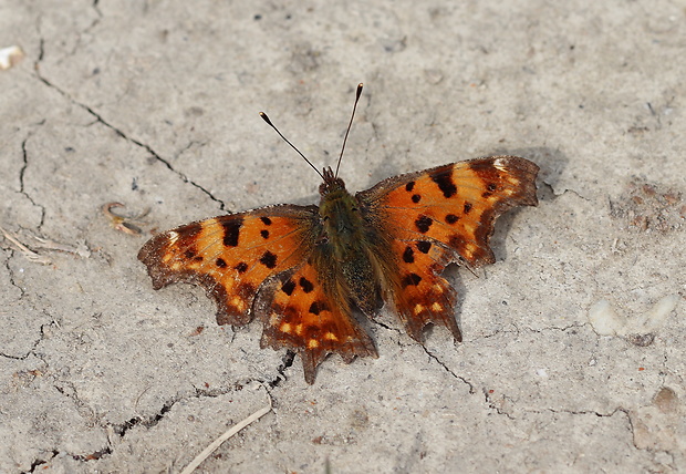 babôčka zubatokrídla  Polygonia c-album