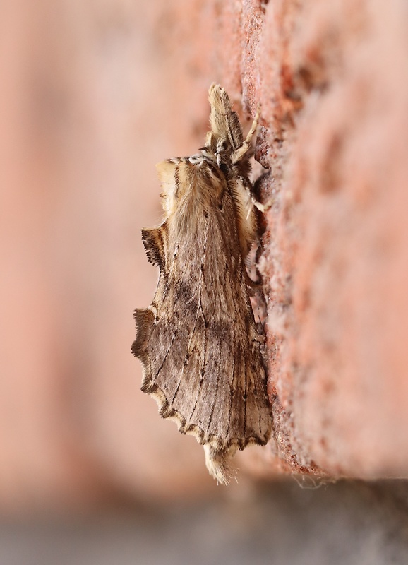 chochlatka dvojzúbková  Pterostoma palpina