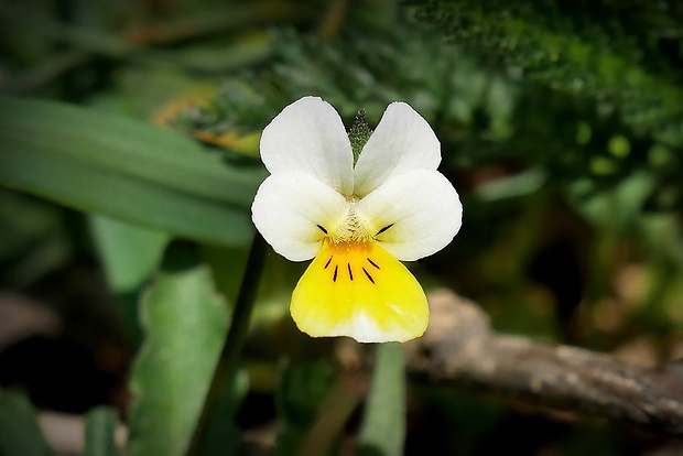 fialka trojfarebná Viola tricolor L. emend. F. W. Schmidt