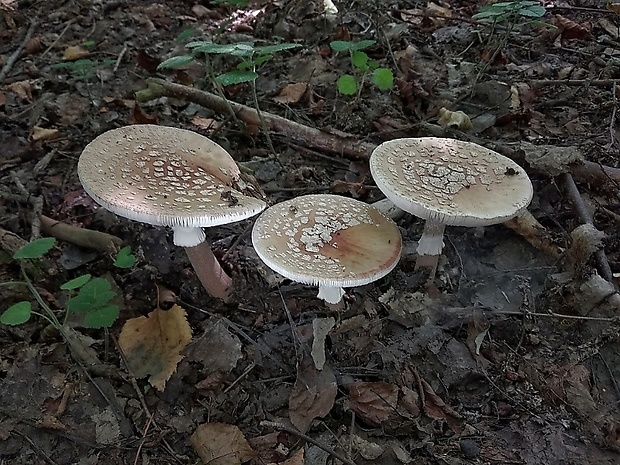 muchotrávka červenkastá Amanita rubescens Pers.