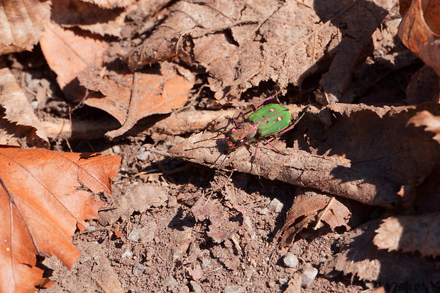 svižník poľný Cicindela campestris