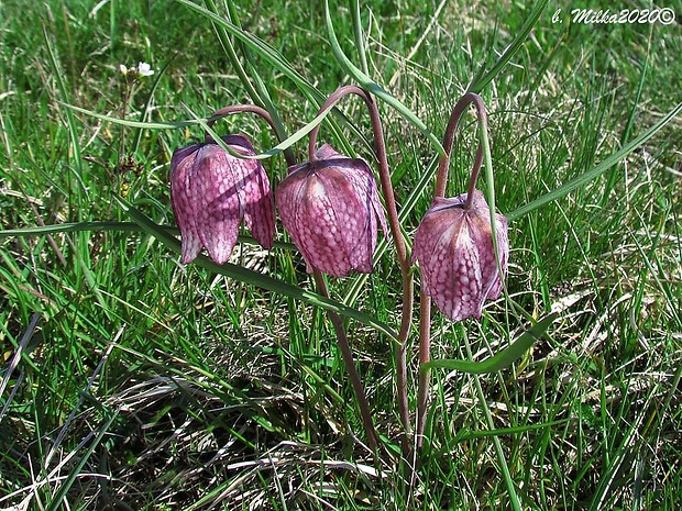 korunkovka strakatá Fritillaria meleagris L.