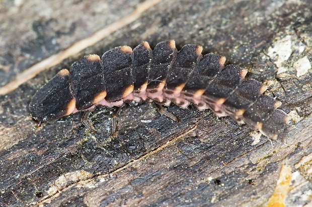 svetluška svätojánska Lampyris noctiluca (Linnaeus, 1767)