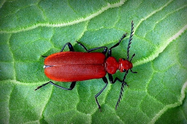 červenáčik (sk) / červenáček pilorohý (cz) Pyrochroa serraticornis Scopoli, 1763