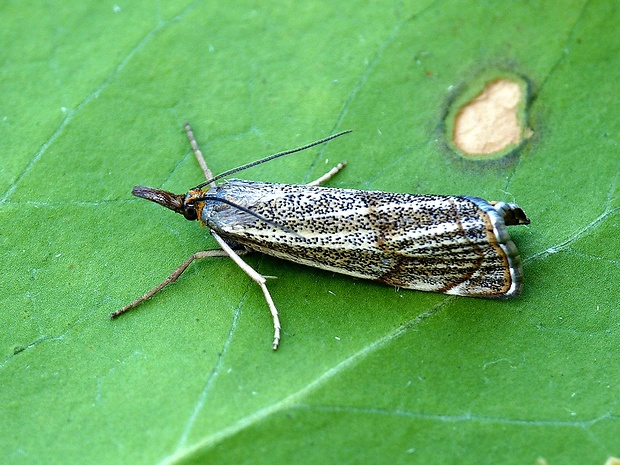 trávovec jarný Thisanotia chrysonuchella