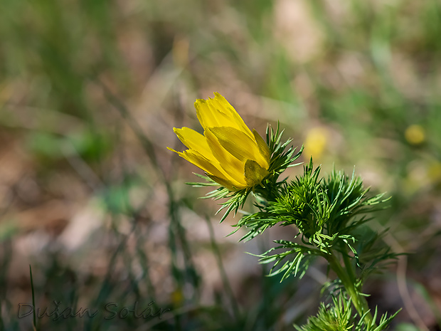 hlaváčik jarný Adonis vernalis L.