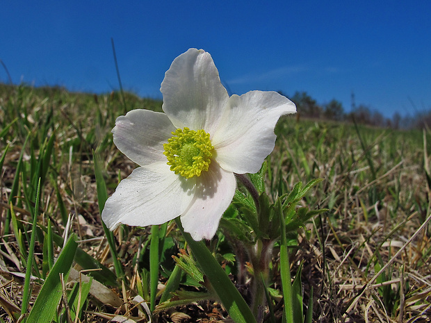 veternica lesná Anemone sylvestris L.