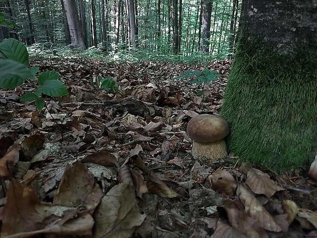 hríb dubový Boletus reticulatus Schaeff.