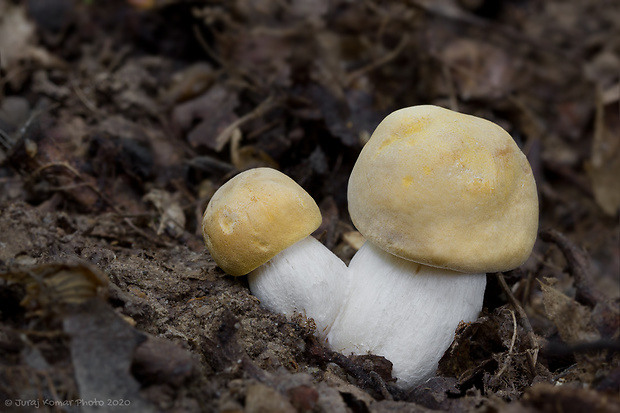 čírovnica májová Calocybe gambosa (Fr.) Donk