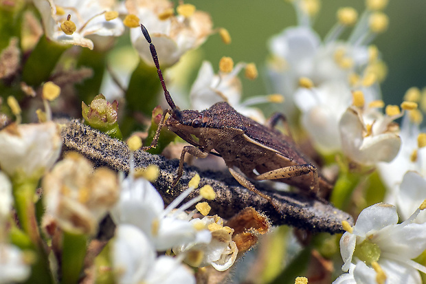 obrubnica štiavová Coreus marginatus Linnaeus, 1758