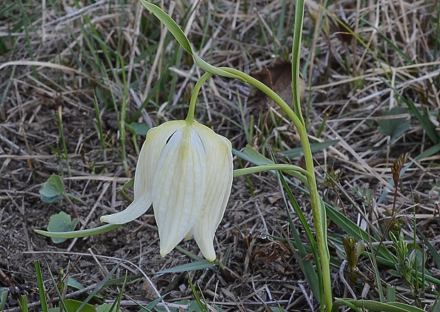 korunkovka strakatá Fritillaria meleagris L.