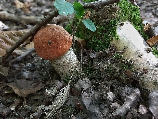 kozák Leccinum sp.