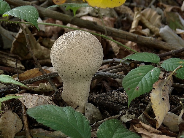 rozpadavec stopkatý Lycoperdon excipuliforme (Scop.) Pers.