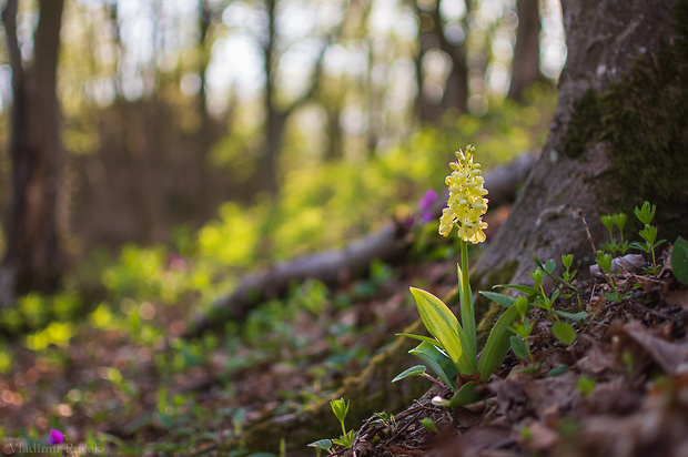 vstavač bledý Orchis pallens L.