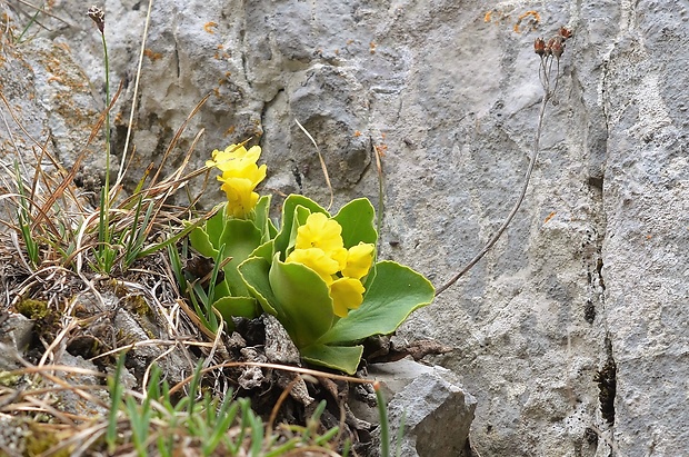 prvosienka holá Primula auricula L.