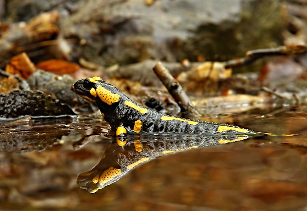 salamandra škvrnitá Salamandra salamandra