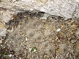 nálevkové pasce mravkoleva