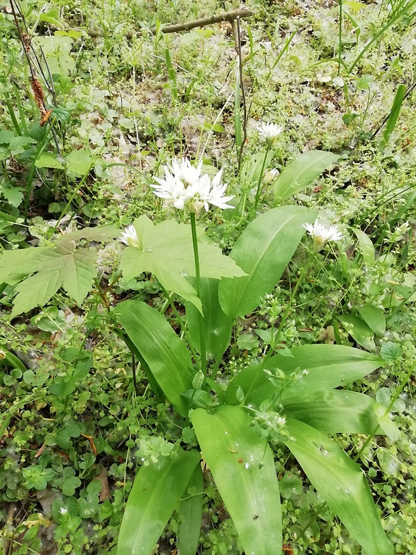 cesnak medvedí Allium ursinum L.