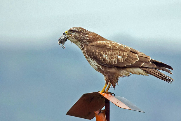 myšiak lesný  Buteo buteo