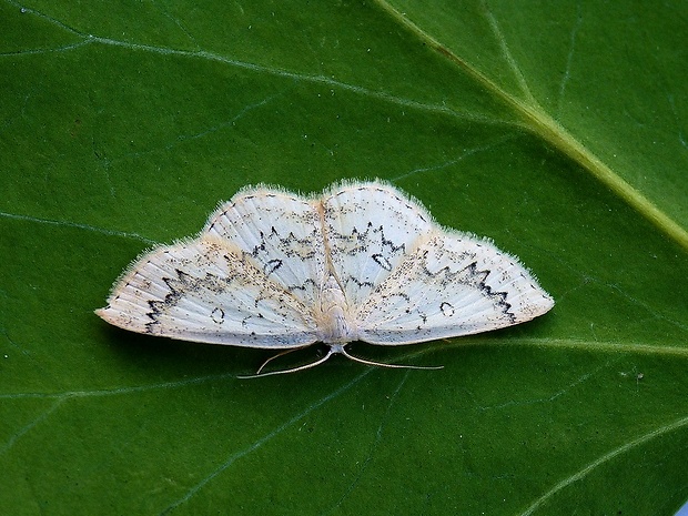 piadica javorová Cyclophora annularia