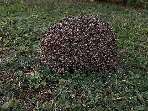 jež tmavý Erinaceus europaeus