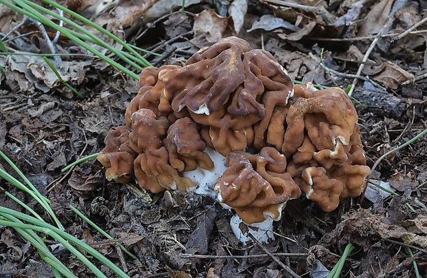 ušiak Gyromitra sp.