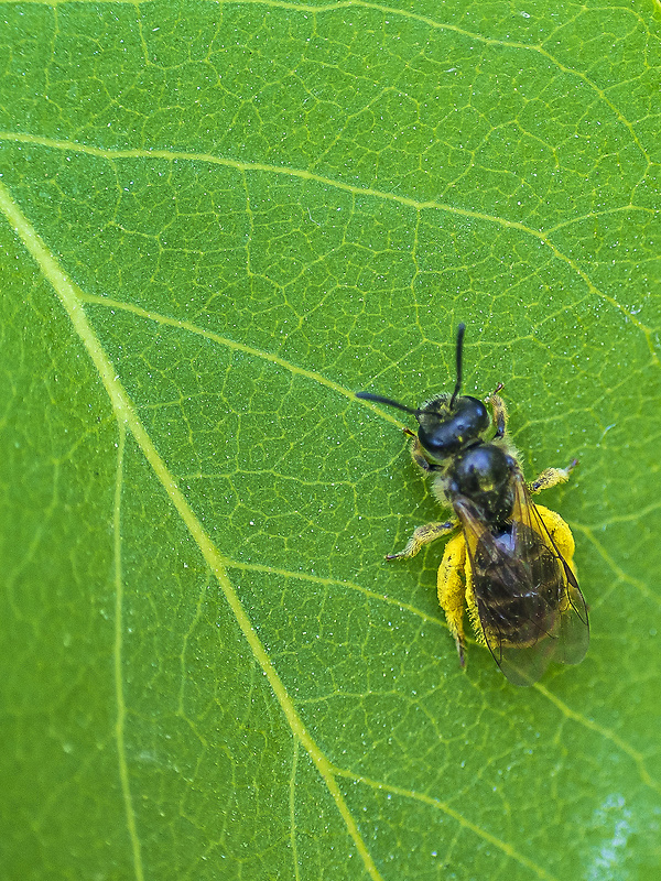 včielka pásikavá Halictus cf.quadricinctus