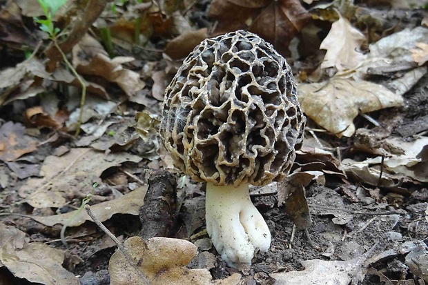 smrčok jedlý Morchella esculenta (L.) Pers.