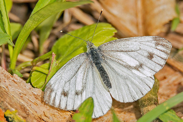 mlynárik repkový  Pieris napi