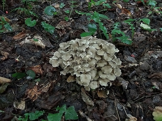 trúdnik klobúčkatý Polyporus umbellatus (Pers.) Fr.