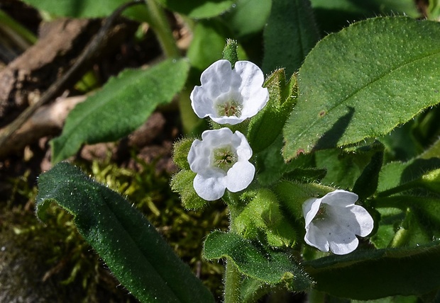 pľúcnik Pulmonaria sp.