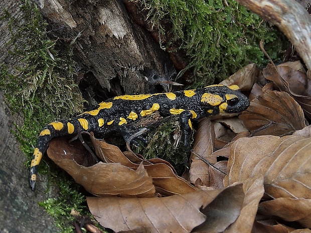 salamandra škvrnitá Salamandra salamandra