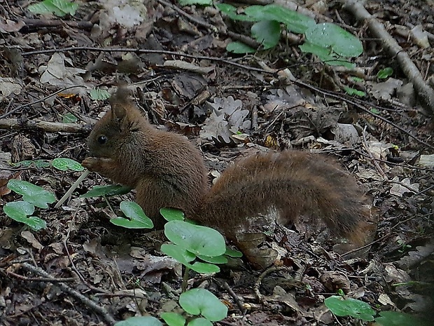 veverička obyčajná Sciurus vulgaris