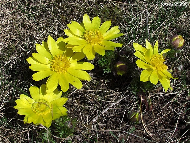 hlaváčik jarný Adonis vernalis L.