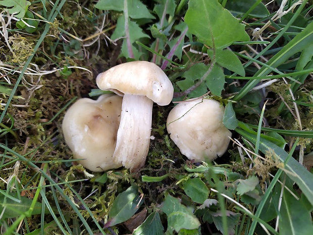 čírovnica májová Calocybe gambosa (Fr.) Donk