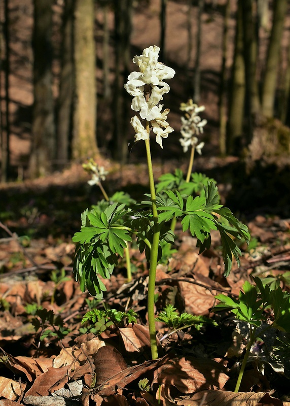 chochlačka dutá Corydalis cava (L.) Schweigg. et Körte