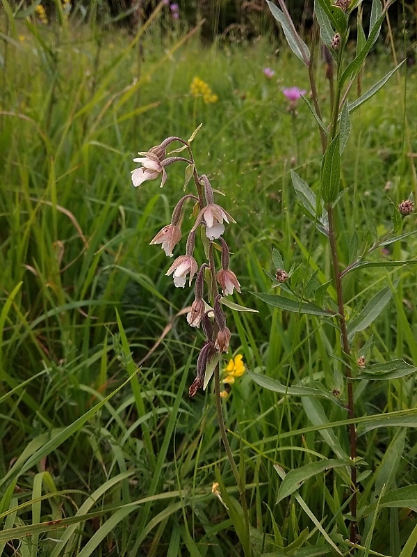 kruštík močiarny Epipactis palustris (L.) Crantz