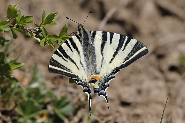 vidlochvost ovocný Iphiclides podalirius