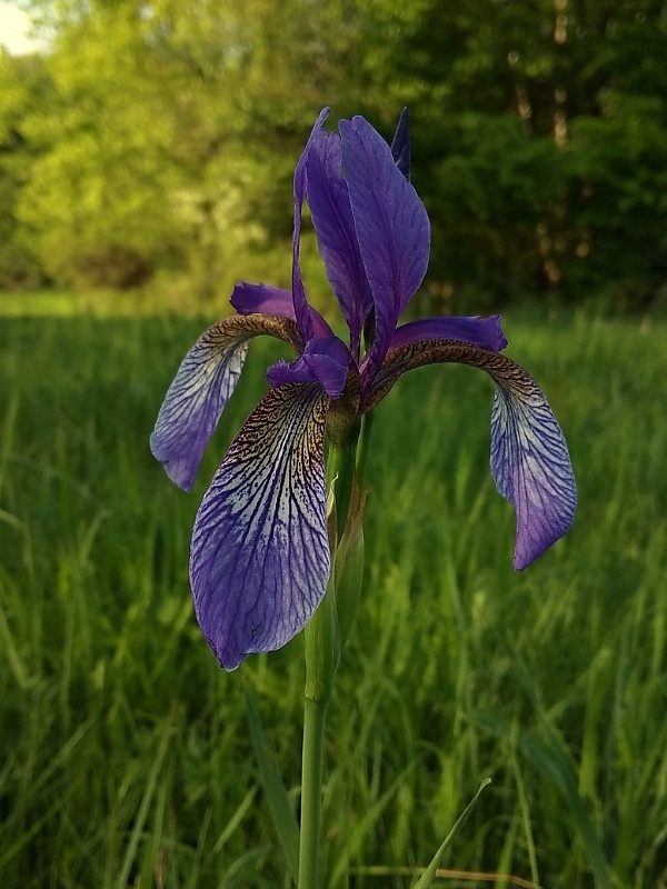 kosatec sibírsky Iris sibirica L.