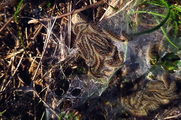 priadkovec mliečnikový (sk) / bourovec pryšcový (cz) Malacosoma castrensis Linnaeus, 1758