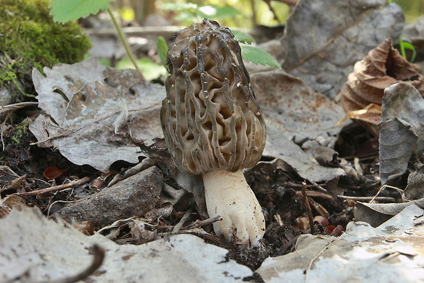 smrčok kužeľovitý Morchella conica Pers.