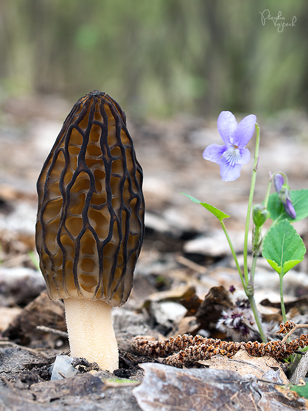 smrčok kužeľovitý Morchella conica Pers.