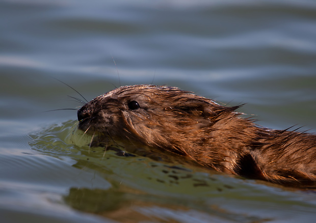 nutria riečna Myocastor coypus