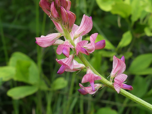 vičenec vikolistý Onobrychis viciifolia Scop.